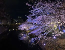 夜桜