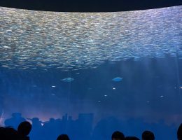 水族館に行きました！