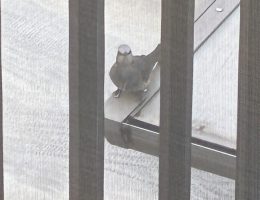 野鳥都市