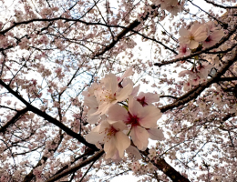 桜