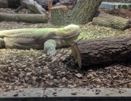 有鱗目オオトカゲ科オオトカゲ属に分類されるトカゲ
