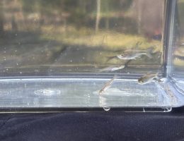 シール交換ならぬ魚交換！？