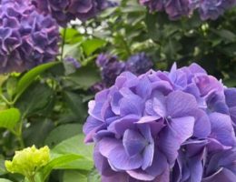 あじさい