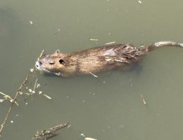 ヌートリア